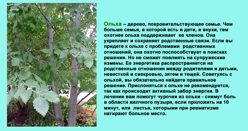 Содержание деревьев. Ольха дерево описание. Сообщение про ольху. Ольха описание растения. Ольха характеристика дерева.