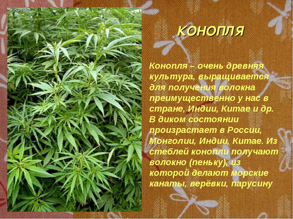 Растение конопли википедия st линда марихуана скачать бесплатно