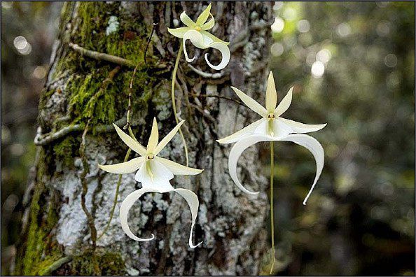 The 10 Rarest Flowers In The World Rare flowers, Orchids, Ghost orchid
