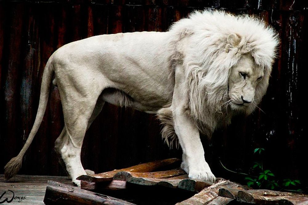Животные -альбиносы удивительной красоты: Персональные записи в журнале  Ярмарки Мастеров