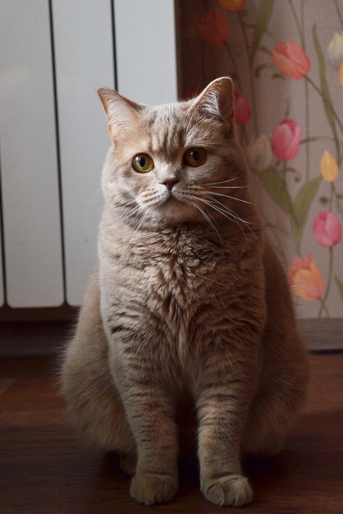 котёнок тедди котёнок тедди