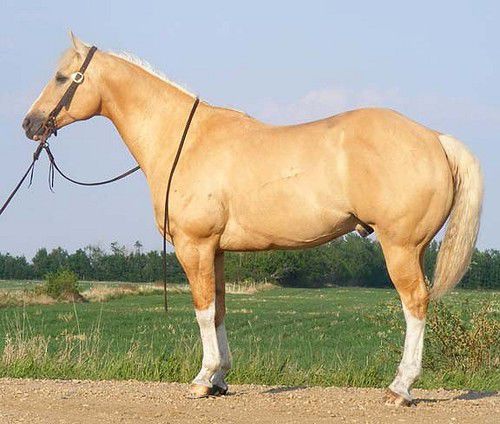 Золотые кони. Необычные масти лошадей, фото № 17