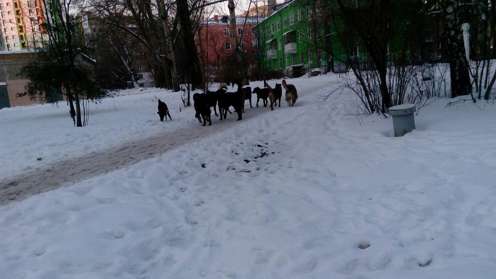 собака в бедесобака ищет дом собака в беде