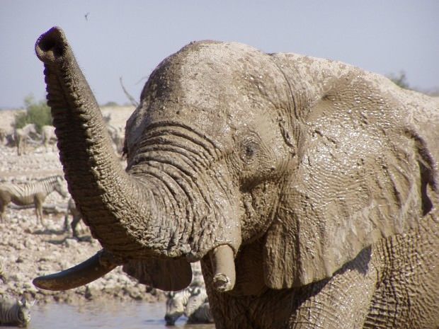 Зачем слону нужен хобот