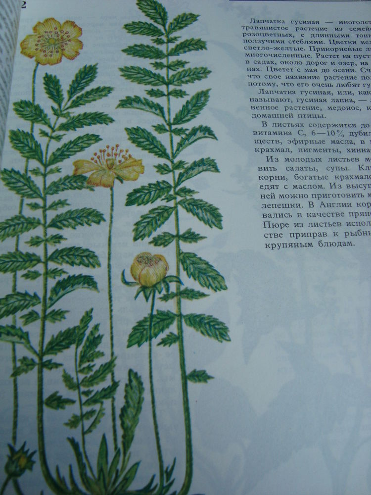 Гусиная лапка растение фото и описание