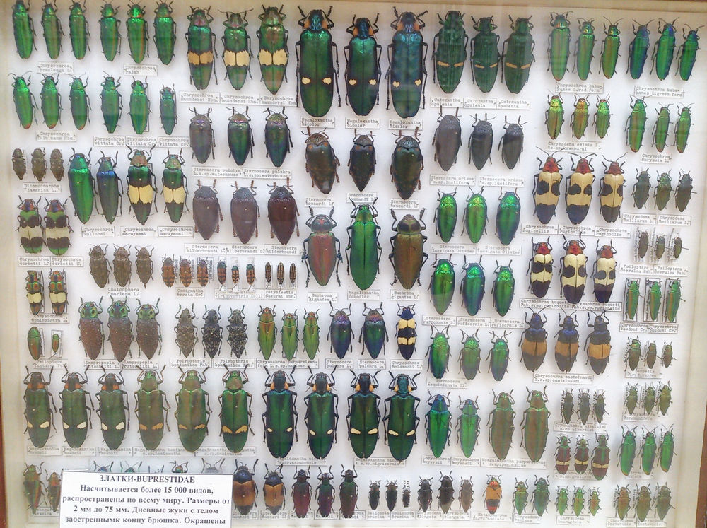 Флудилка: Выставка Бабочки и жуки мира - внезапный подарок на 8 марта