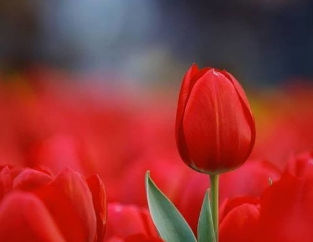 Фото и картинки тюльпанов