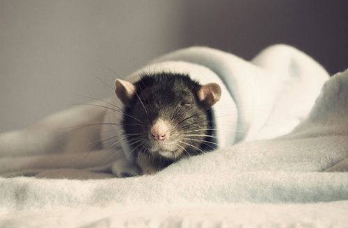 Приснилась мышь на кровати
