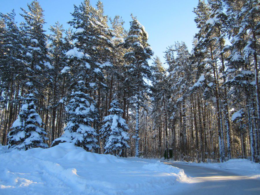 Лесной северный