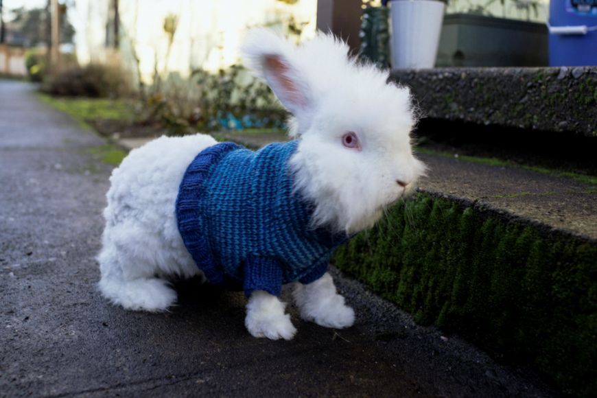 Одежда на кроликов