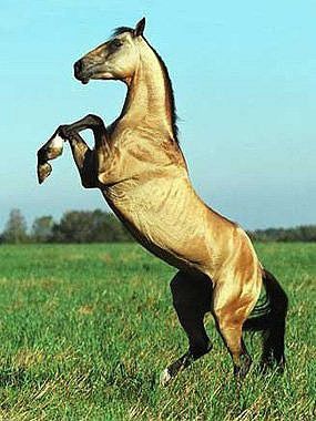 Золотые кони. Необычные масти лошадей, фото № 8