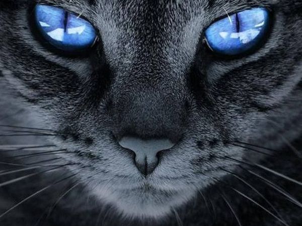Ox уж эти кошки! Неопознанные пушистые объекты | Ярмарка Мастеров - ручная работа, handmade