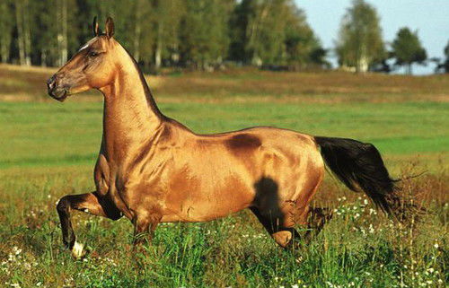 Золотые кони. Необычные масти лошадей, фото № 13