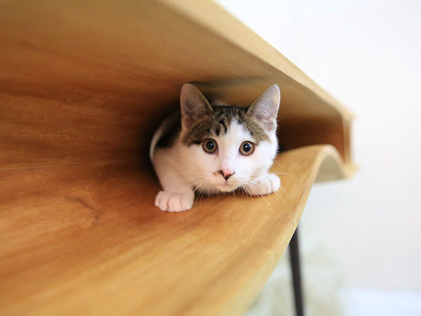 CATable — стол для котов и их хозяев | Ярмарка Мастеров - ручная работа, handmade