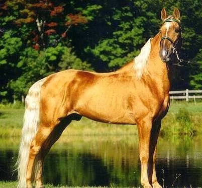 Золотые кони. Необычные масти лошадей, фото № 19