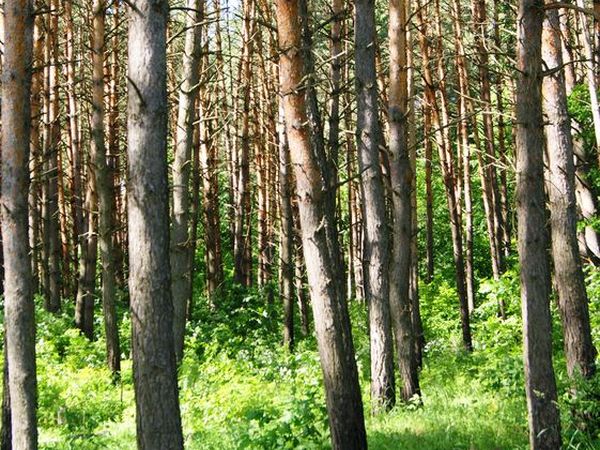 Поэзия леса и милые лесные жители | Ярмарка Мастеров - ручная работа, handmade