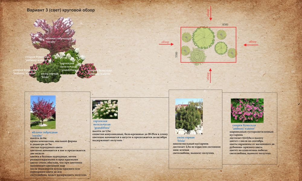 Идеи для сада. Примеры композиций из деревьев и кустарников, фото № 3