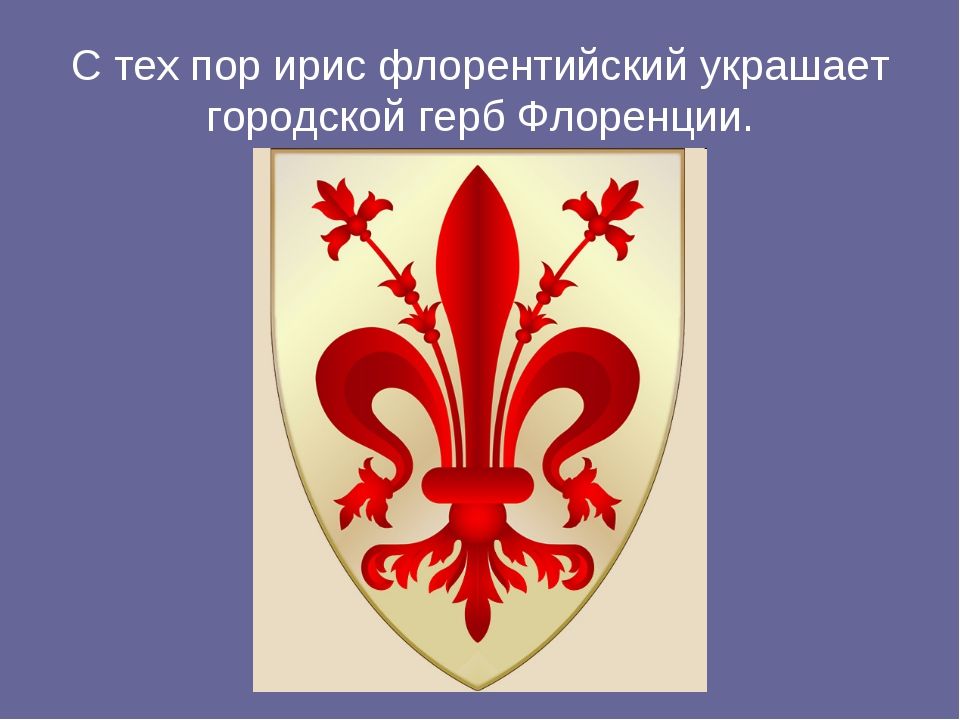 Какого цвета герб. Ирис герб Флоренции. Флорентийский герб. Герб Флоренции цветок. Ирис символ Флоренции.