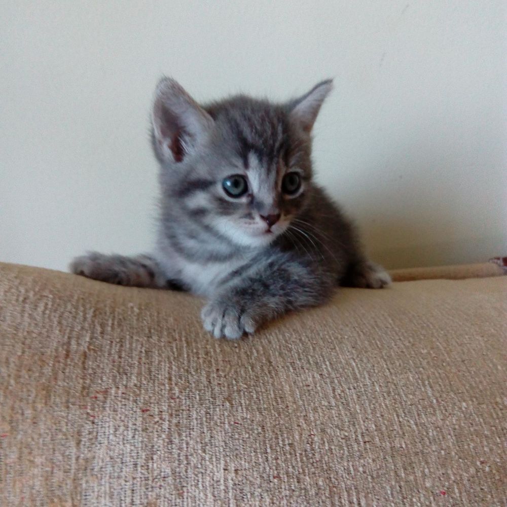 котеночек эмма. авито ставрополь котята в добрые руки. отдам в добрые руки бесплатно кота в ставрополе. сейчас породистые котята. спб и ло.