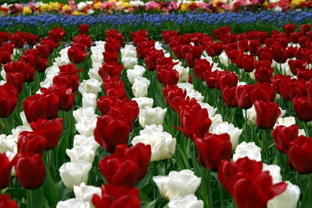 Такие разные тюльпаны. История весеннего цветка, фото № 19