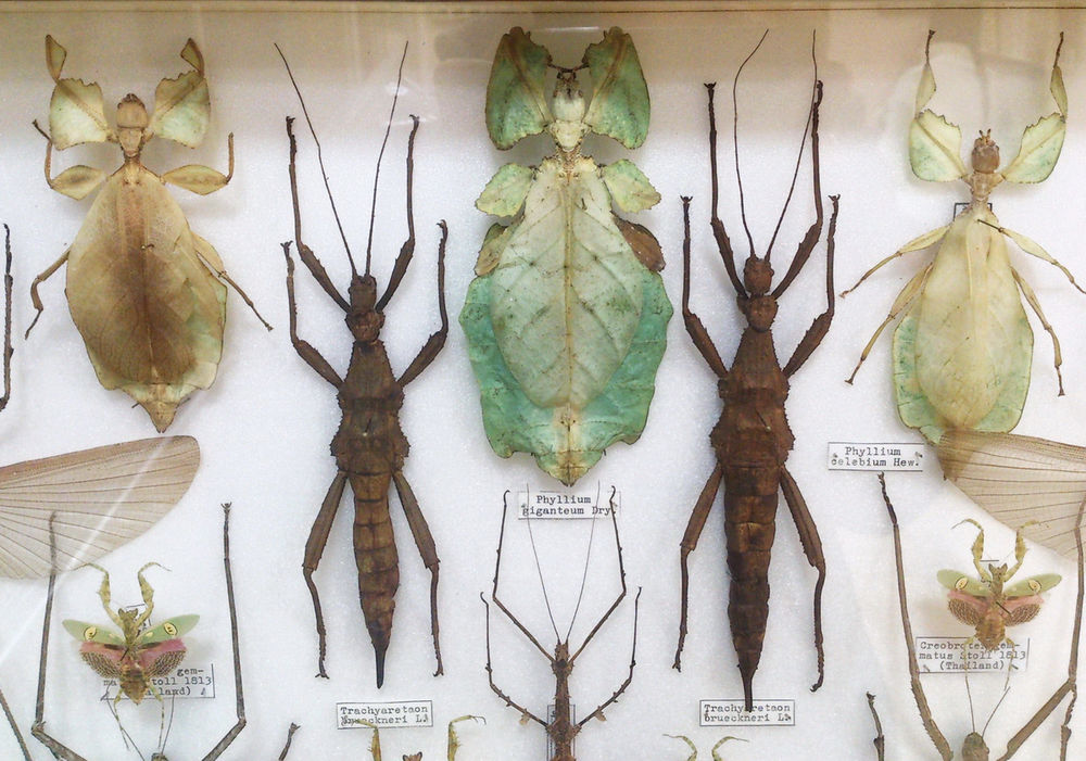 Флудилка: Выставка Бабочки и жуки мира - внезапный подарок на 8 марта