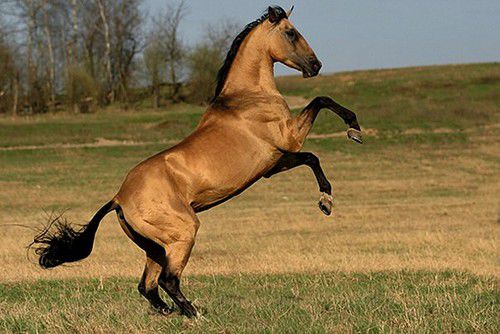 Золотые кони. Необычные масти лошадей, фото № 6