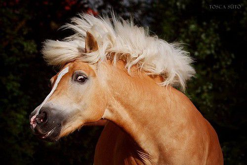 Золотые кони. Необычные масти лошадей, фото № 39