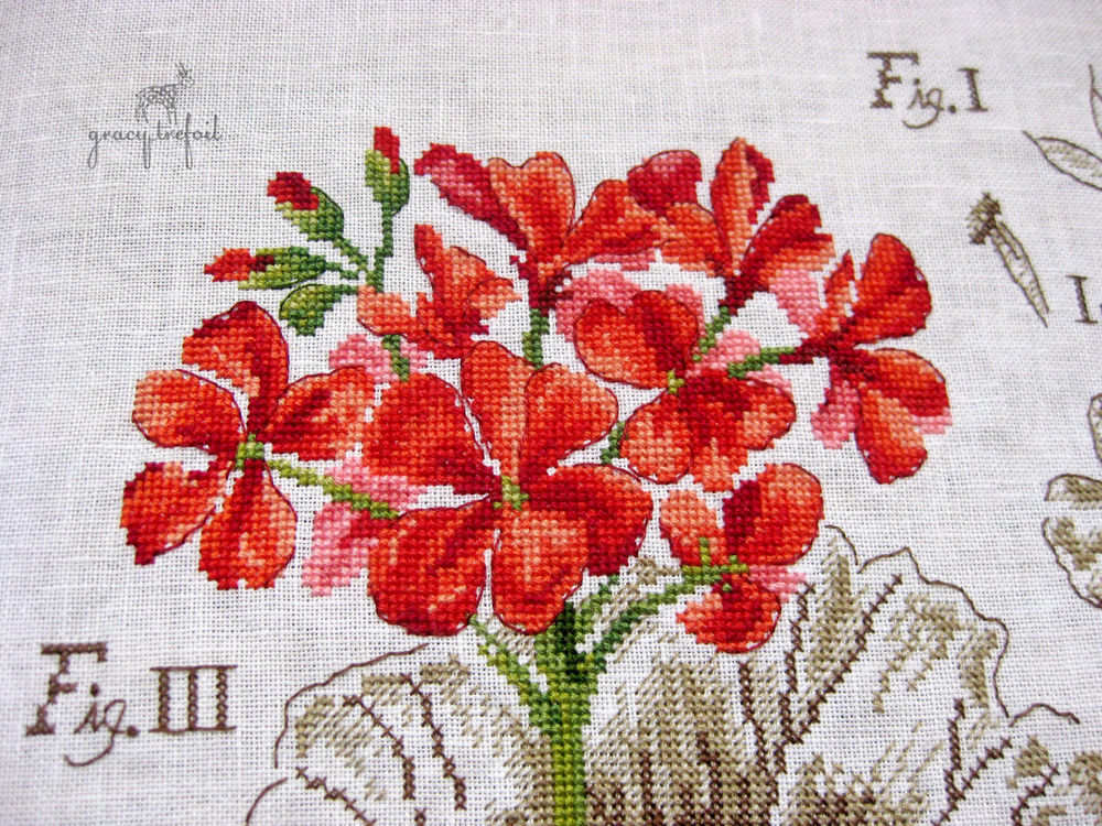 Укорененные черенки / 24-OK.RU - Клуб уСПешных приобретений