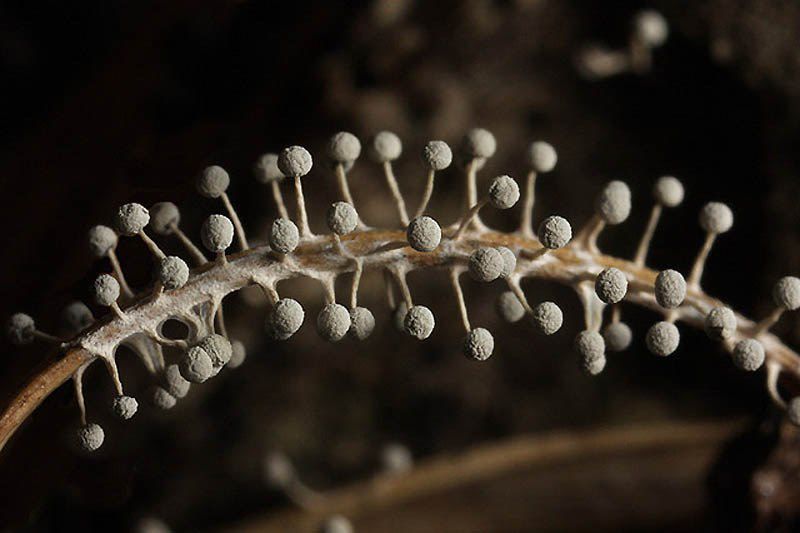 Плесень. Плесень макрофотографа Kim Fleming. Микроскопические плесневые грибы. Ulocladium плесень. Плесневые грибы в микроскопе.