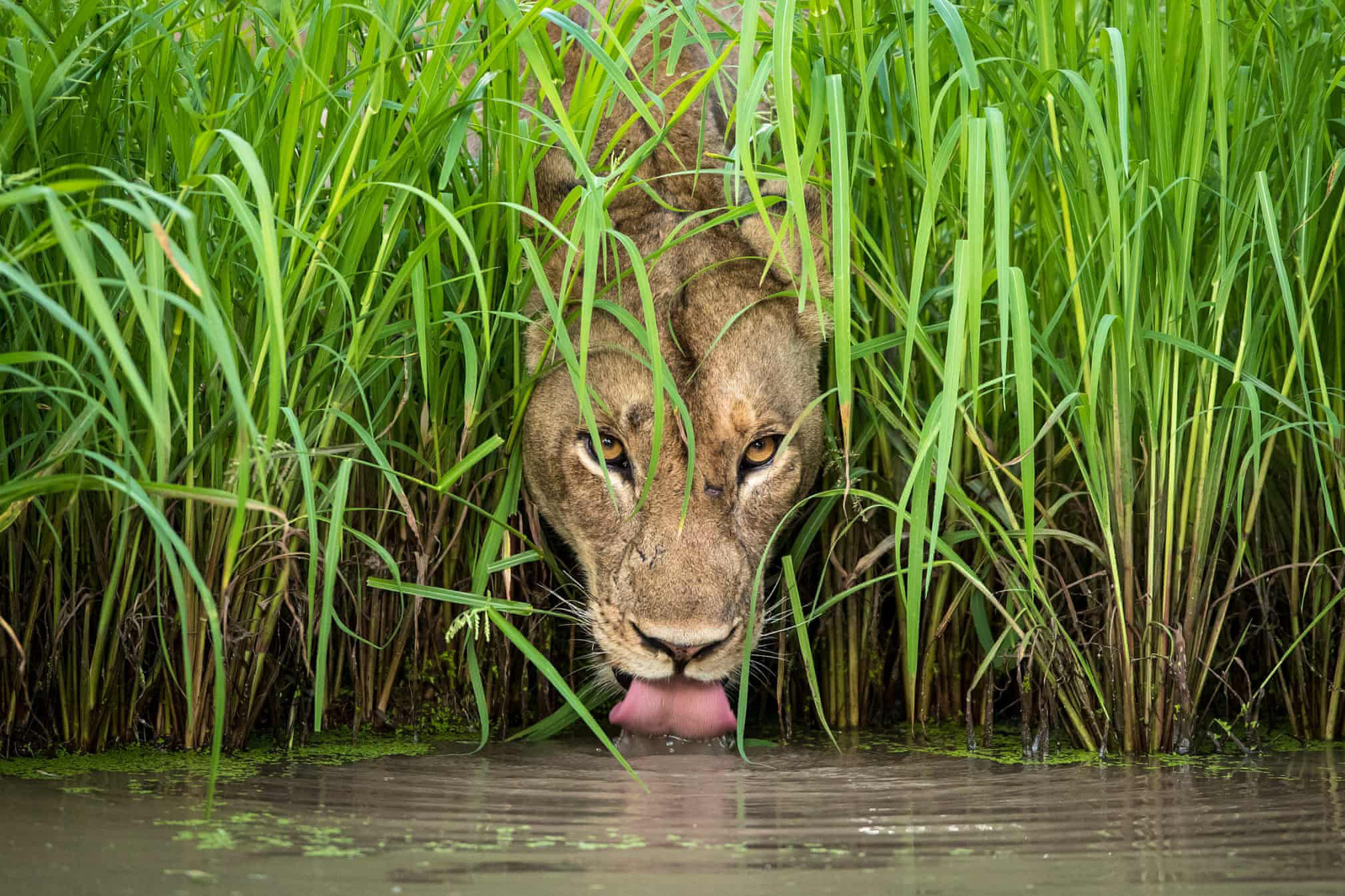 Лицом к лицу с дикой природой: названы победители Wildlife Photographer Of  The Year 2018: Идеи и вдохновение в журнале Ярмарки Мастеров