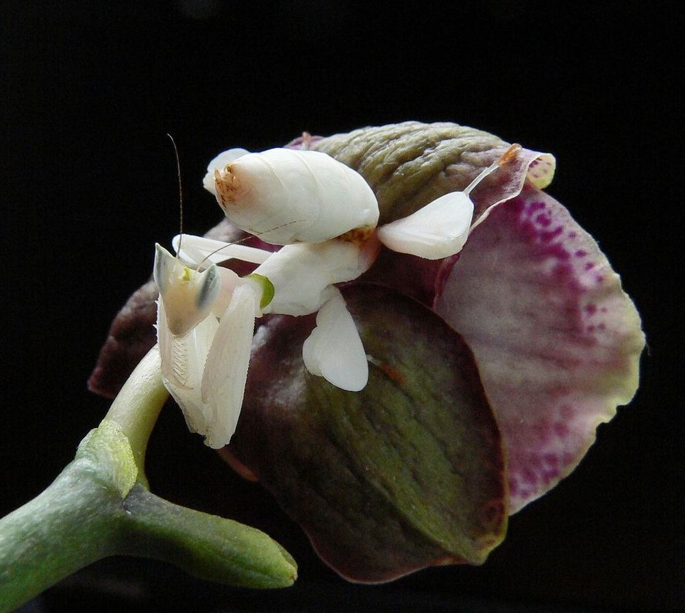 Орхидейный богомол (Hymenopus coronatus): Персональные записи в журнале  Ярмарки Мастеров