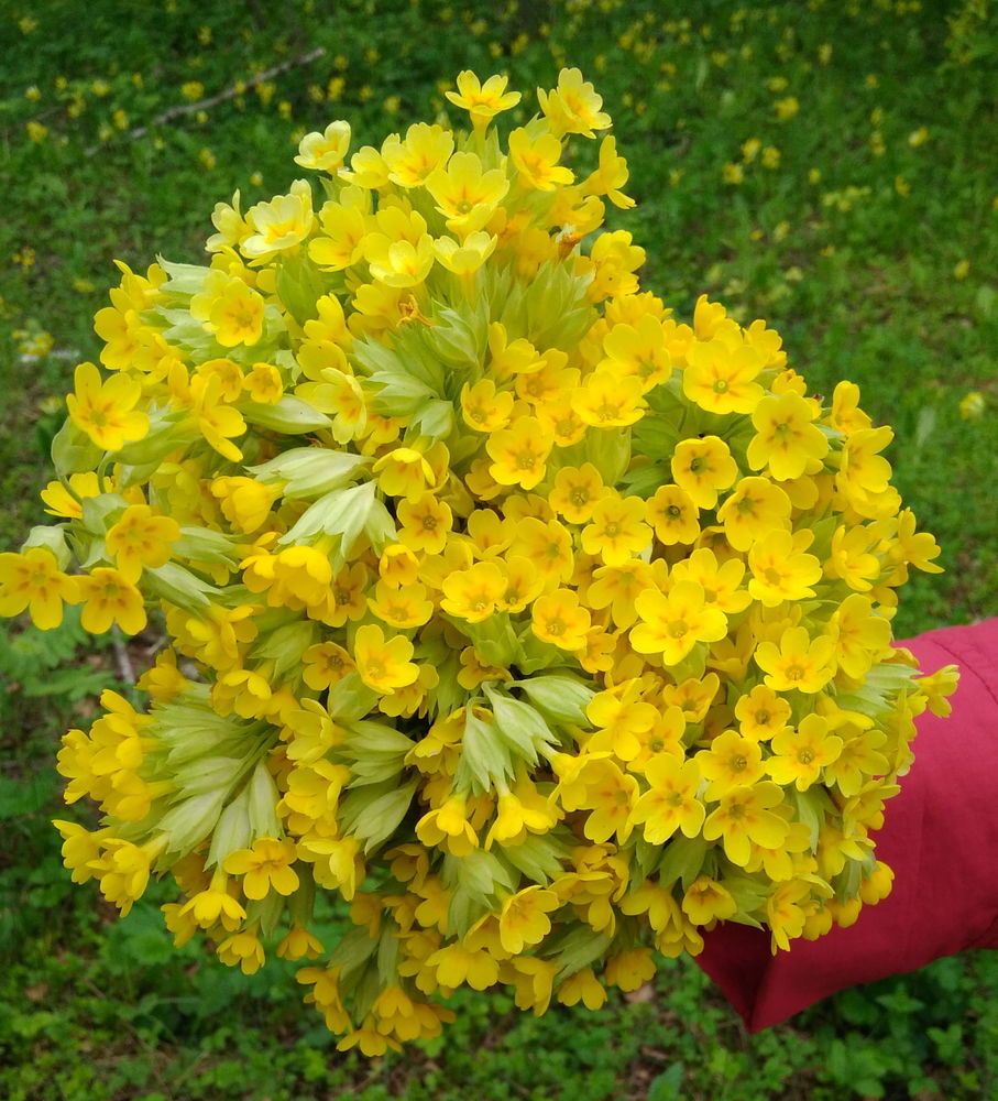 Цветы баранчики фото официальное название