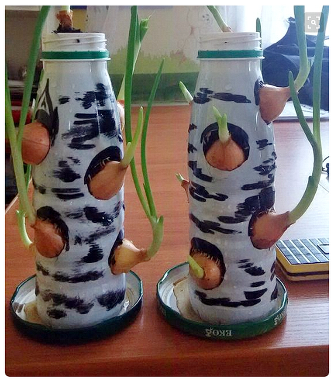 лук лук