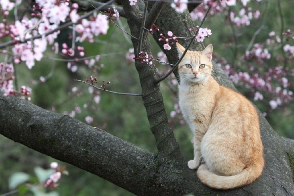 Кот и весна фото