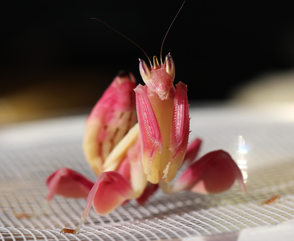 Орхидейный богомол (Hymenopus coronatus): Персональные записи в журнале  Ярмарки Мастеров