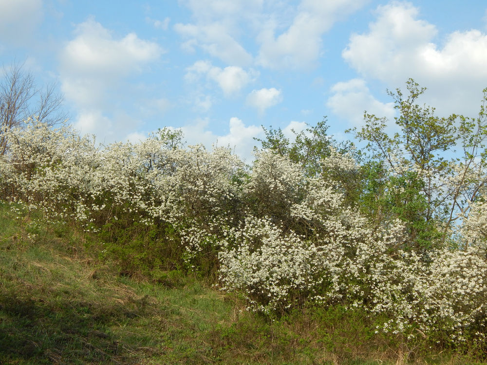 Цветущий край, Белгородчина., фото № 24