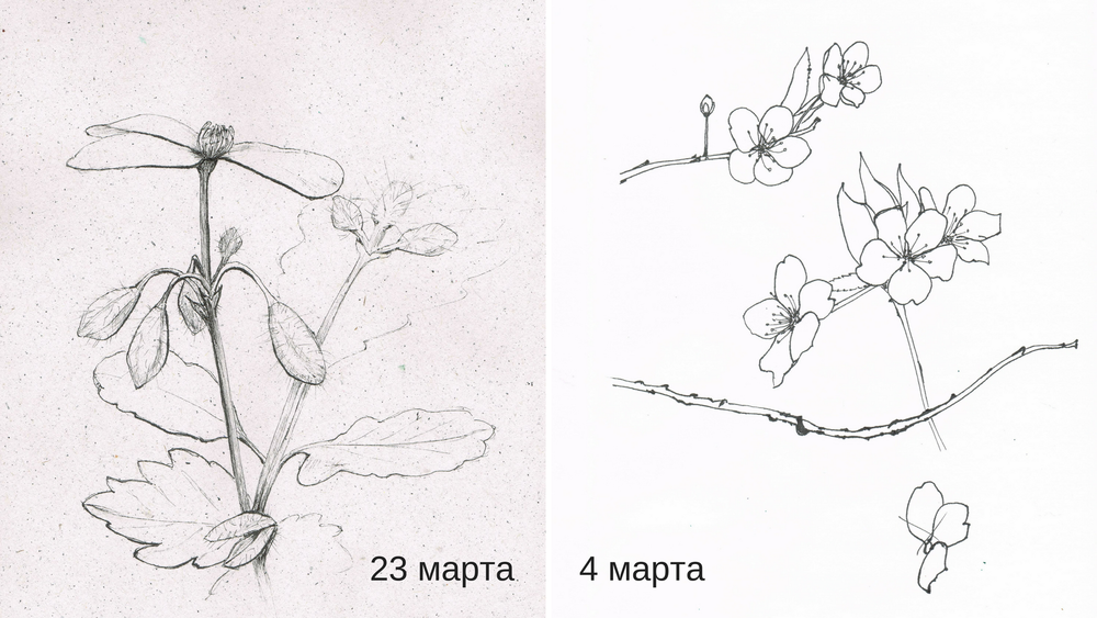 Ботаника рисунки для начинающих