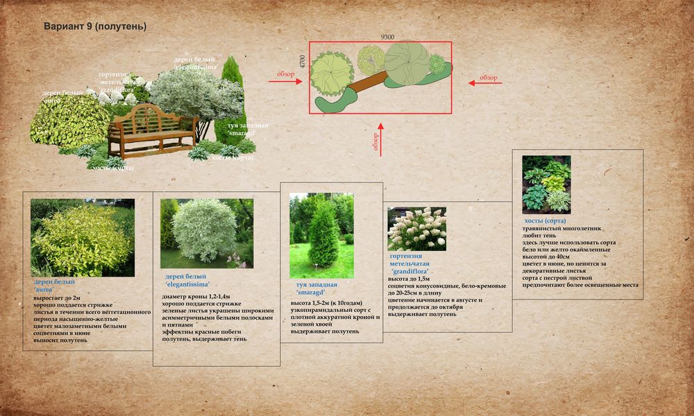 Идеи для сада. Примеры композиций из деревьев и кустарников, фото № 9
