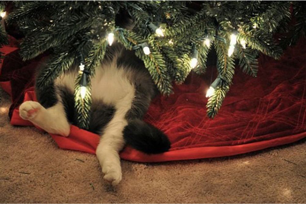 Смешные котики новогодние
