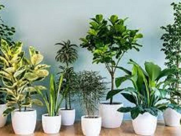 Полезные растения в доме | Ярмарка Мастеров - ручная работа, handmade