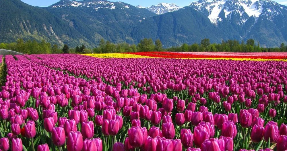 Такие разные тюльпаны. История весеннего цветка, фото № 2 Такие разные тюльпаны. История весеннего цветка, фото № 2