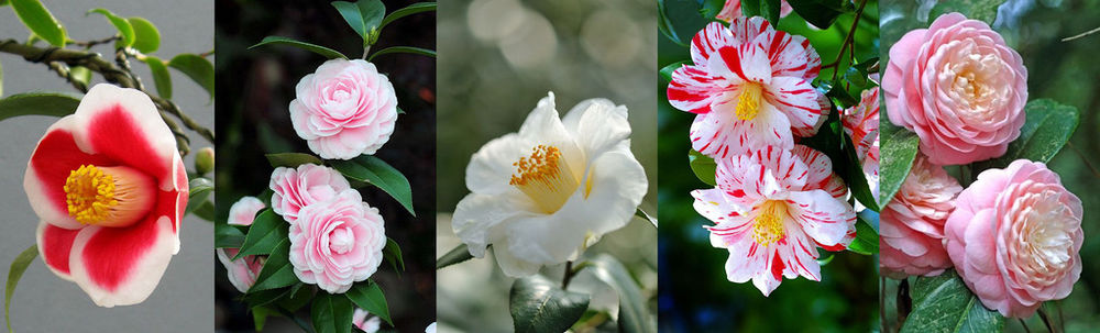 Прекрасная камелия – цветок без запаха для парфюмера, символ hanel и японских самураев, фото № 4