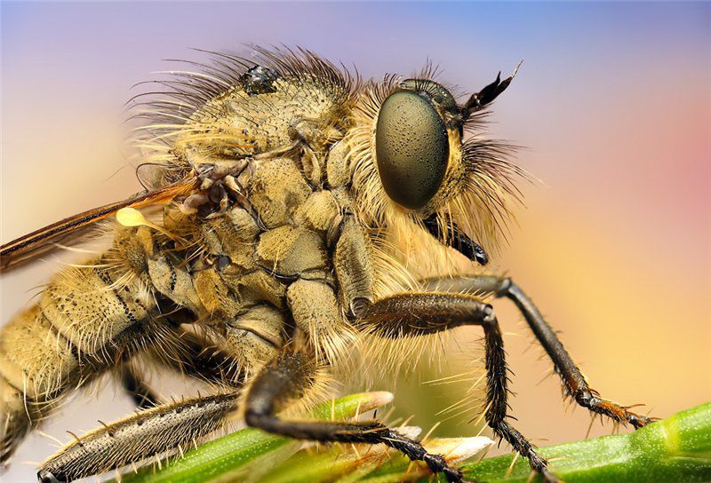 Макрофотографии насекомых от Ondrej Pakan