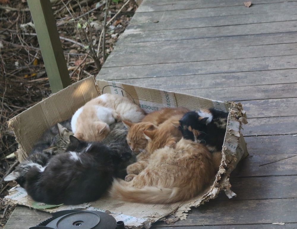 про котов про котов