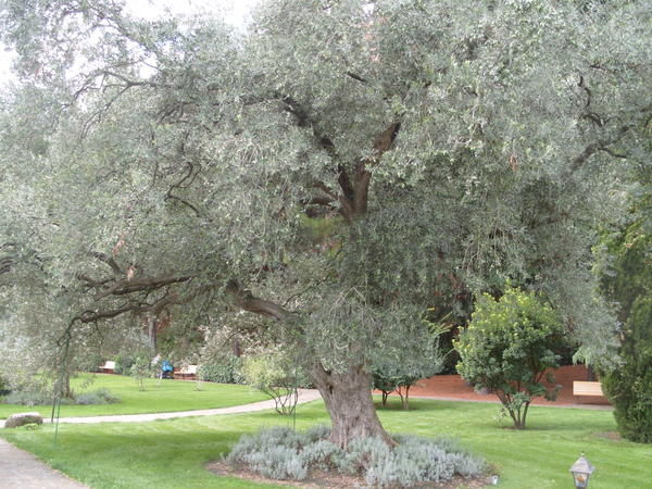 Серебряные кусты дикой маслины окруженные. Дикая маслина дерево. Маслина европейская крона. Дерево ситтим. Дерево ситтим фото.