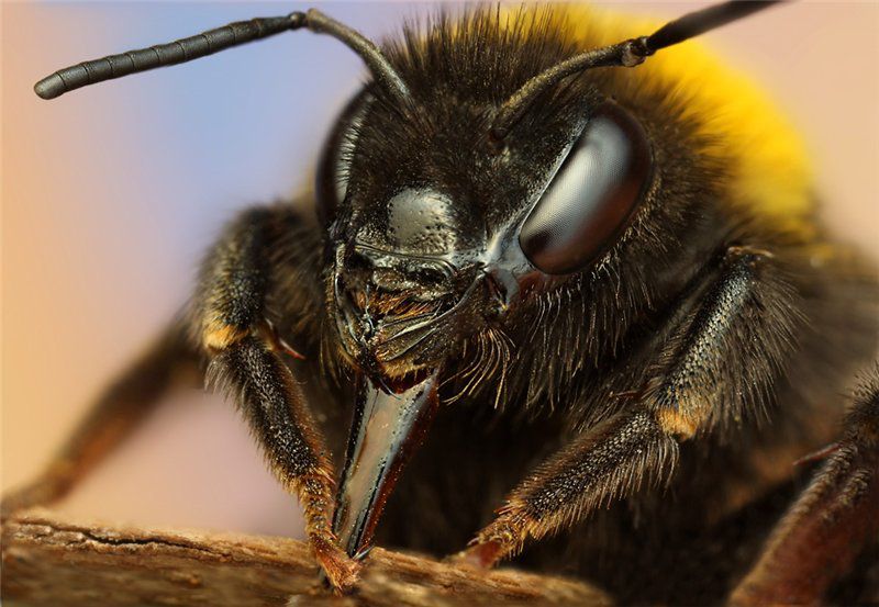 Макрофотографии насекомых от Ondrej Pakan