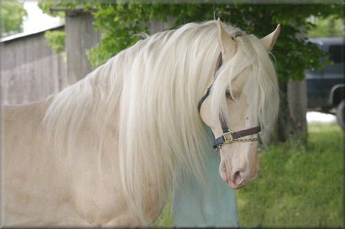 Золотые кони. Необычные масти лошадей, фото № 26