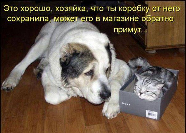 Без кота и жизнь не та картинки