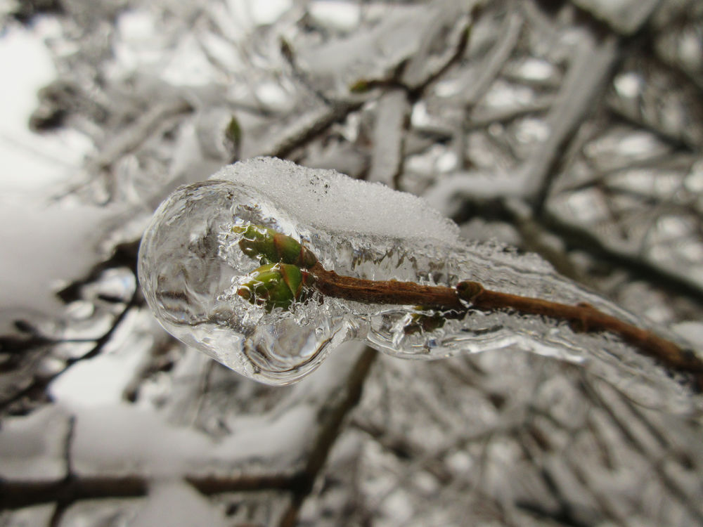 Березки лед. Деревья во льду. Обледеневшие деревья. Лед на кустарнике. Береза во льду.