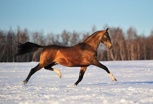 Золотые кони. Необычные масти лошадей, фото № 10